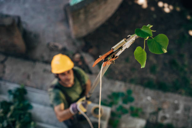 How Our Tree Care Process Works  in Leavenworth, KS